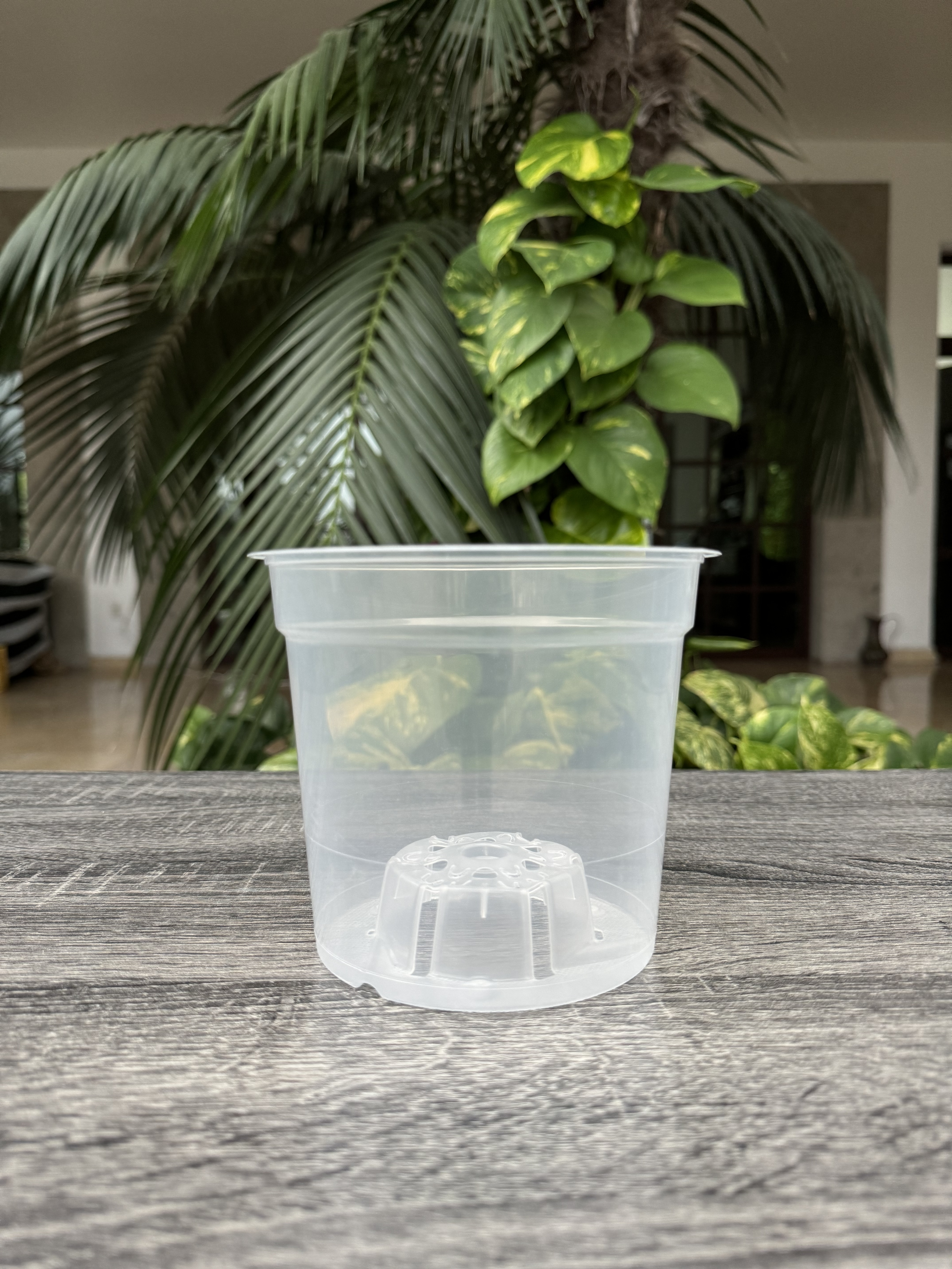 Modelo MCO Transparentes