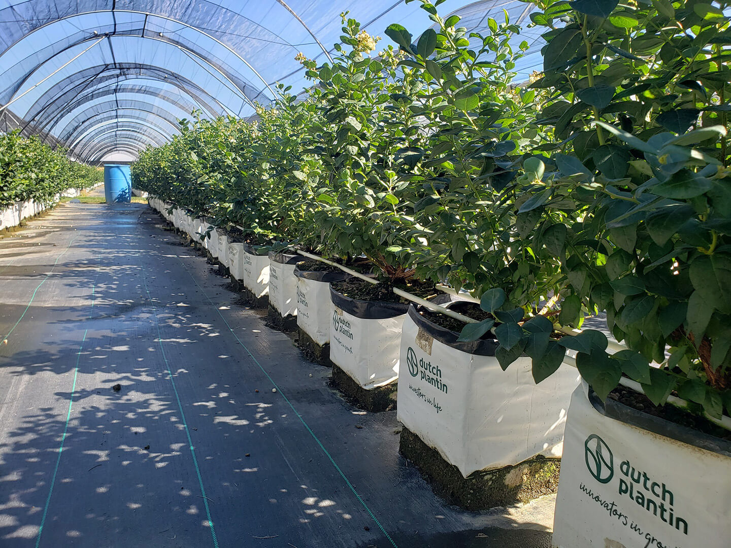 Sacos de Cultivo Dutch Plantin
